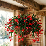 2 Live Christmas Cactus Plants, Red Flowering Houseplant, 3-6 Inches Tall