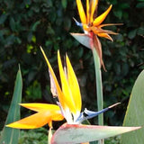 Live Yellow Bird Of Paradise, 5-9 Inch Tropical Flower Houseplant Plant