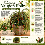 Yaupon Holly Live Hedge Shrub, Upright 4-6 Inch Ornamental Garden Plant