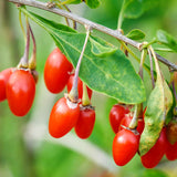 Live Goji Berry Tree, 5-9 Inch Cold Hardy Plant For Home Garden Spaces
