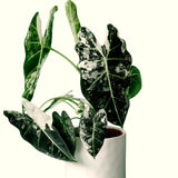 2 Live Variegated Philodendron Plants, Easy-Care Houseplants, 5-7 In Tall