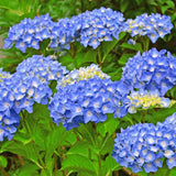 Live Blue Hydrangea Flowering Shrub, 5-10 Inches Tall, Outdoor Garden Plant