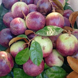 Live Star Apple Fruit Tree, 10-14 Inch Height In Half-Gallon Pot Plant