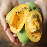 Live Pawpaw Fruit Tree In Pot, Well-Rooted Plant Measuring 6-12 Inches